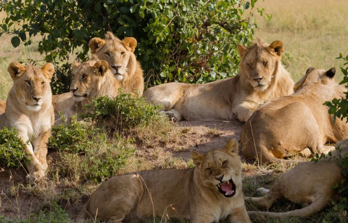 Tanzania Top Midrange Group Joining Safari