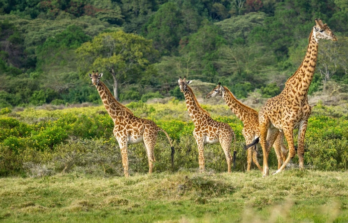 Group Joining Safari in Tanzania