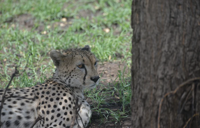 LUXURY SAFARI TO SERENGETI AND NGORONGORO FROM ZANZIBAR