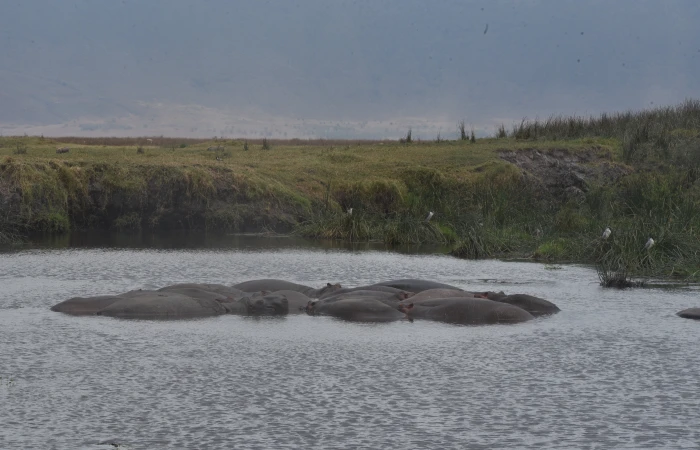 DAY ENDLESS MIGRATION SAFARI WITH ACIDIC LAKE