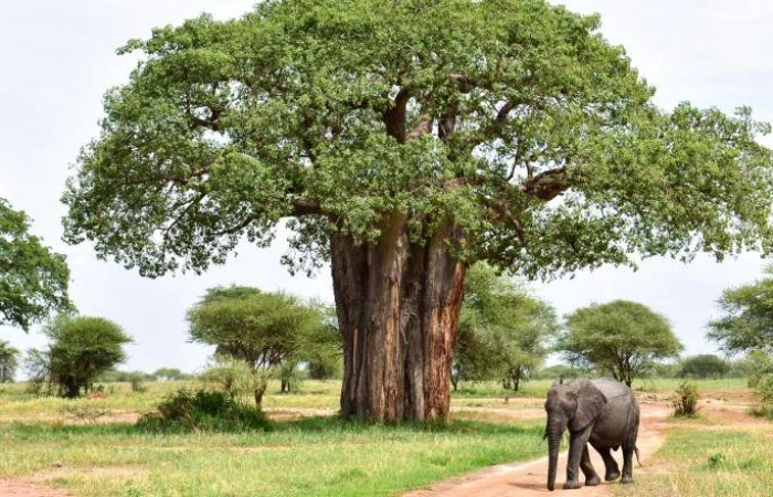 Classic Tour to Tarangire, Serengeti & Ngorongoro Crater.