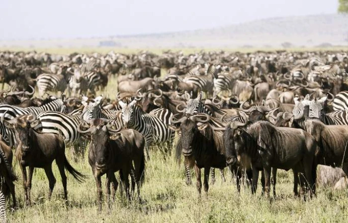 TARANGIRE, SERENGETI, NGORONGORO AND LAKE MANYARA NATIONAL PARK JOURNEY